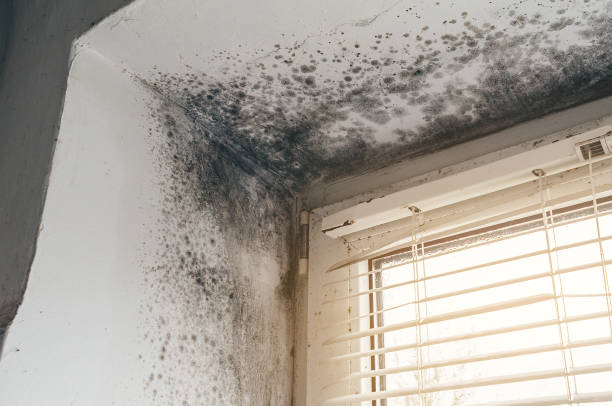 Affordable Mold Removal solutions in Carversville, PA