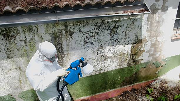Top rated local Mold Removal specialists in Carversville, PA